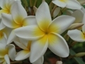 kibo