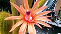 flor de cactus