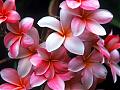 Jardin tropical