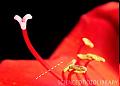 AMARYLLIS77
