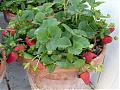 Agro-Jardinería Ecológica