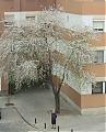 Jacinto de Sevilla