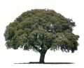 Quercus Ilex..