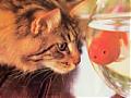 Manchas
