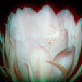 ferdigarden