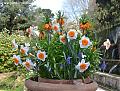 flores y bulbos