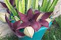 Stapelia