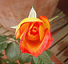 Rosa5