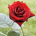 Rosae-Rosarum