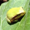 Moleculamanbass
