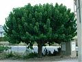 ROBANISO