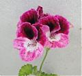 Garibaldina