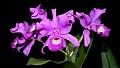 catasetum