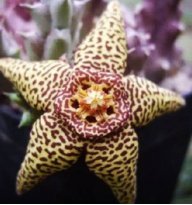 LaraSuculentas