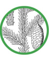 Yelmo
