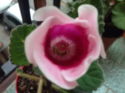 byflor25