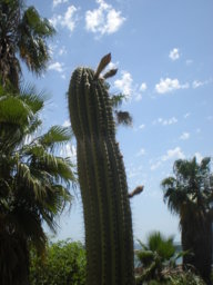 lovecactus