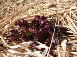 Lechuga Roja
