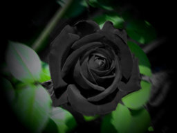 Black Flower