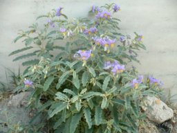moscatelia