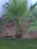 angel corredera