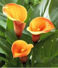 Trijota