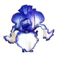 CUCOGARDEN