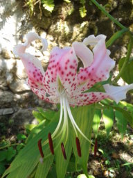 tonucha