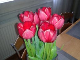 tulip145