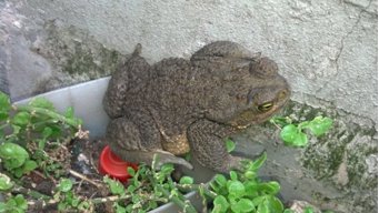 juanzupa