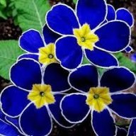 iraflower