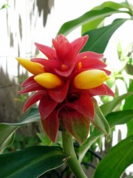 Canaii