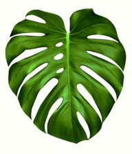 detodasformas