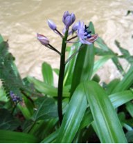 Scilla