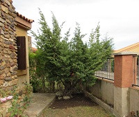 lacasita