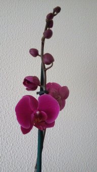 PiliRamone