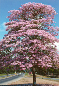 Apamate