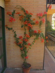 Corazón_Alado