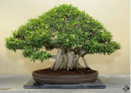 ficus78