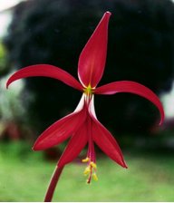 Jardín blanco