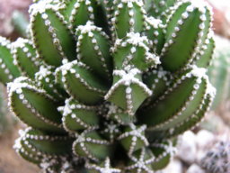 soloaventura