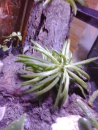 cactaceae