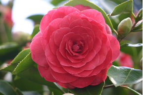 camelia15