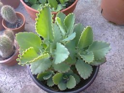 tiempo verde