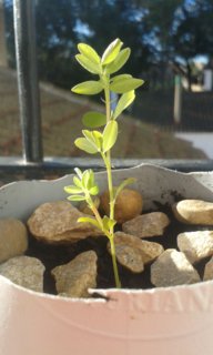 Probleplant
