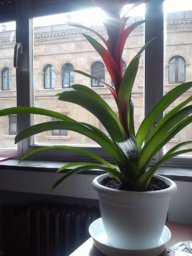 mortamorfosis