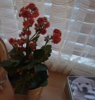 Kalanchoe2