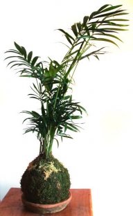 MyFairGarden