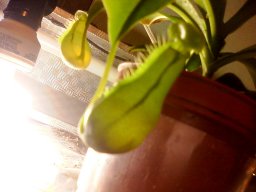 erick_nepenthes