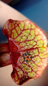 lofcarniplants